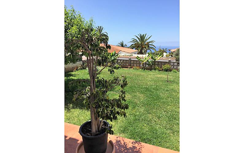 Casa Jardim Tenerife La Orotava casa - Jardim