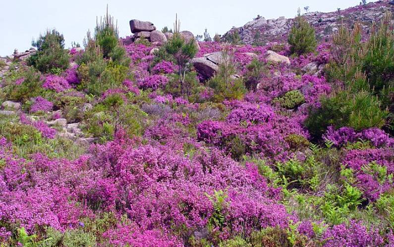 Casa, Arredores Viana do Castelo Caminha vivenda - Arredores