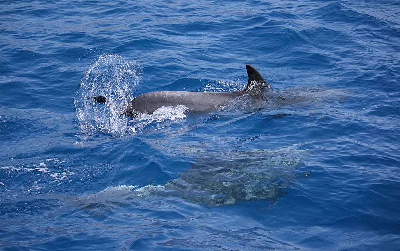 Imaculado Ilha da Madeira Funchal casa - 