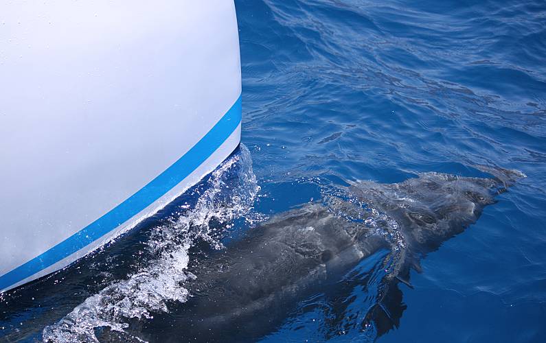 Imaculado Ilha da Madeira Funchal casa - 