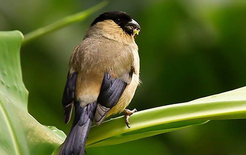 Casa Ilha de São Miguel Nordeste Casa rural - 