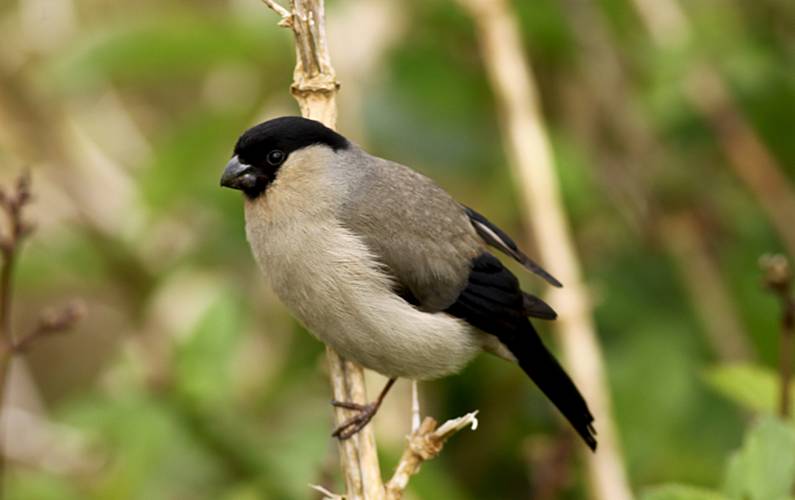 Casa Ilha de São Miguel Nordeste Casa rural - 