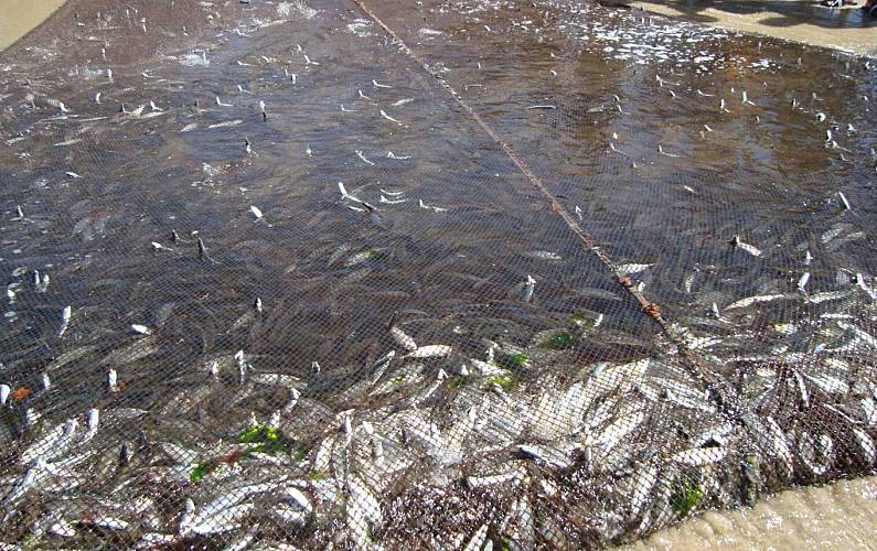 Apartamento Actividades próximas Coimbra Mira Apartamento - Actividades próximas