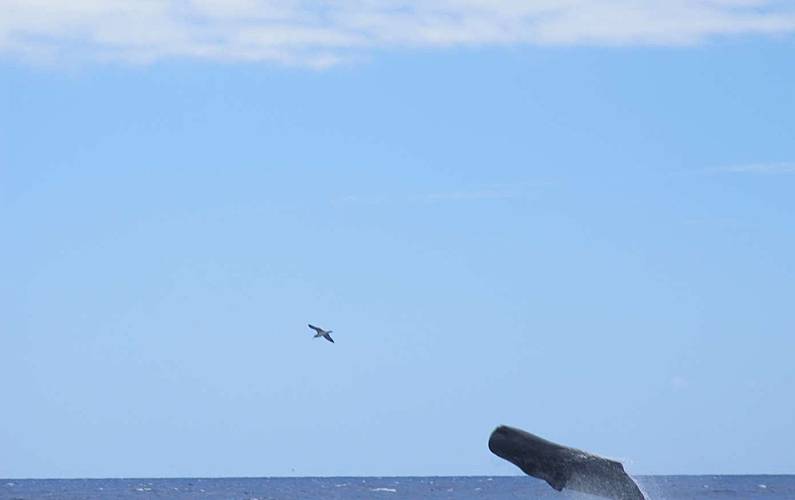 Retiro Arredores Ilha do Pico Madalena Casa rural - Arredores