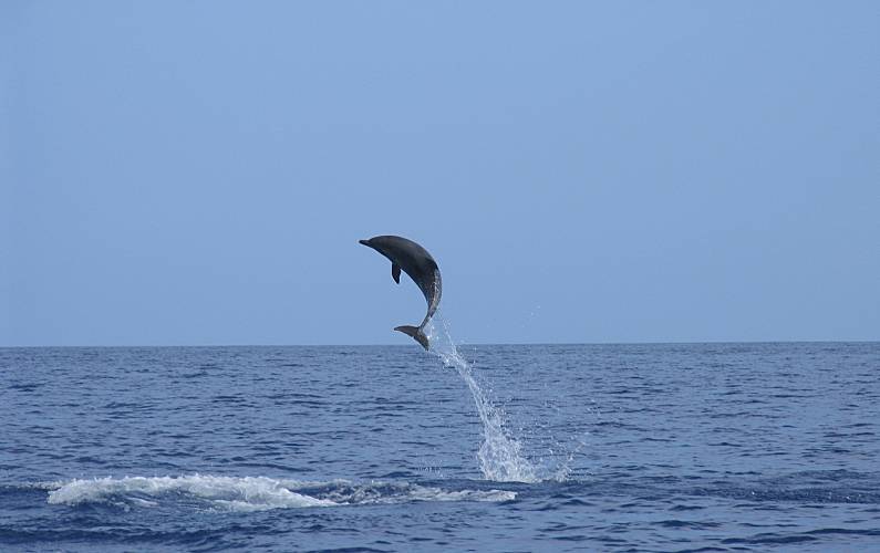 Retiro Outros Ilha do Pico Madalena Casa rural - Outros