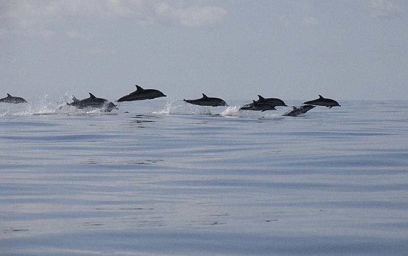 Retiro Outros Ilha do Pico Madalena Casa rural - Outros