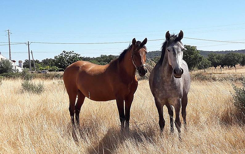 Casa Outros Portalegre Portalegre Casa rural - Outros