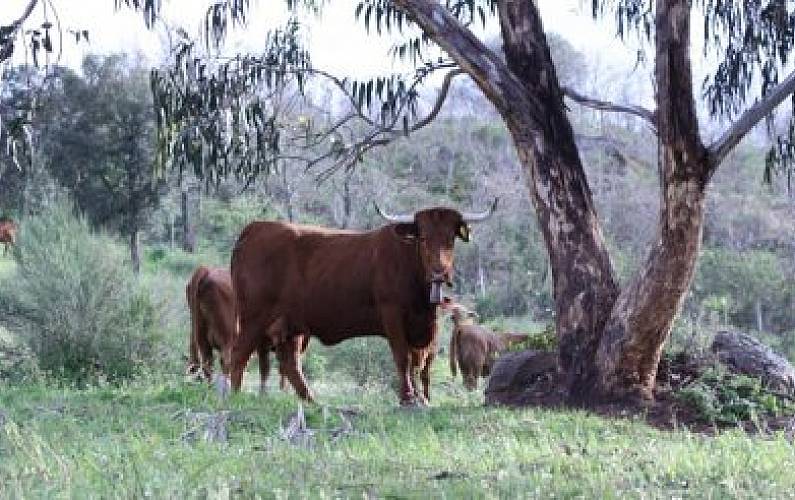 Casa Portalegre Crato Casa rural - 