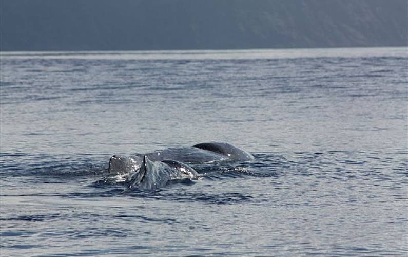 Retiro Actividades próximas Ilha do Pico Madalena Casa rural - Actividades próximas