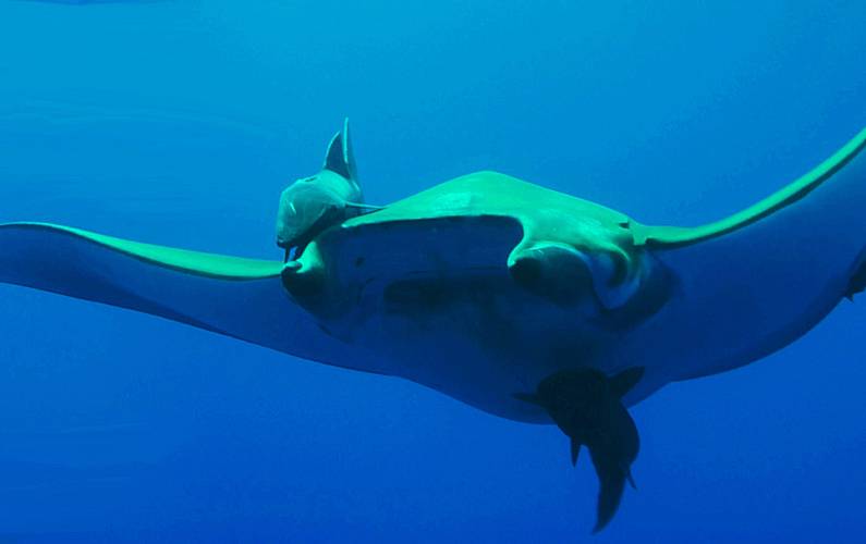 Retiro Actividades próximas Ilha do Pico Madalena Casa rural - Actividades próximas