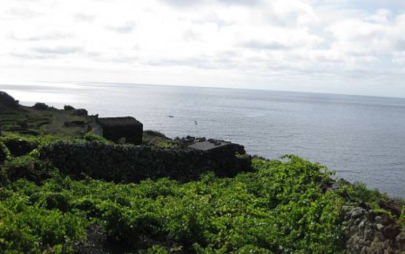 Casa Ilha do Pico Lajes do Pico casa - 