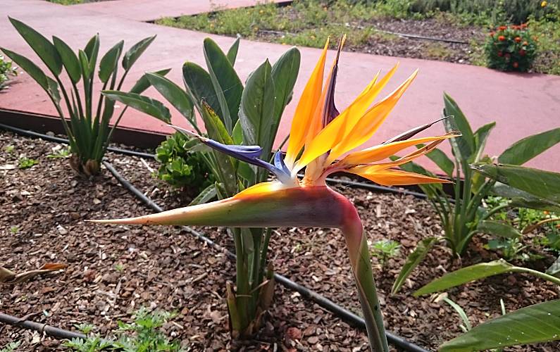 2 Outros Ilha da Madeira Santa Cruz Villa rural - Outros