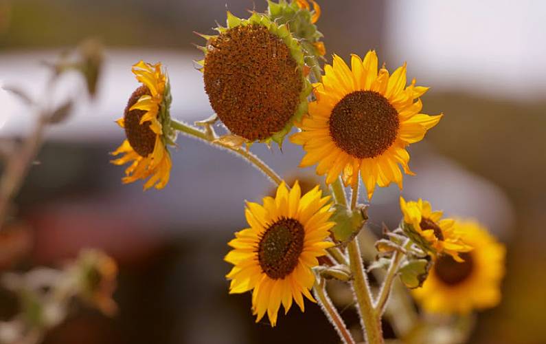 Vivenda Algarve-Faro Aljezur vivenda - 