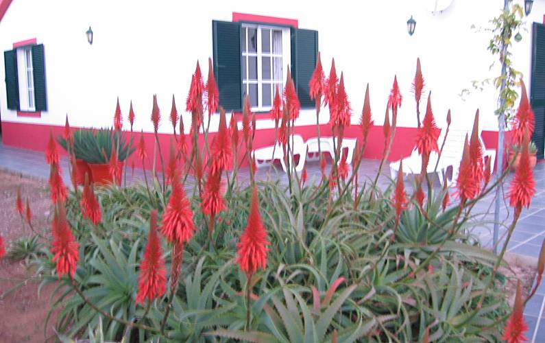 Vivenda Jardim Ilha de Porto Santo Porto Santo vivenda - Jardim