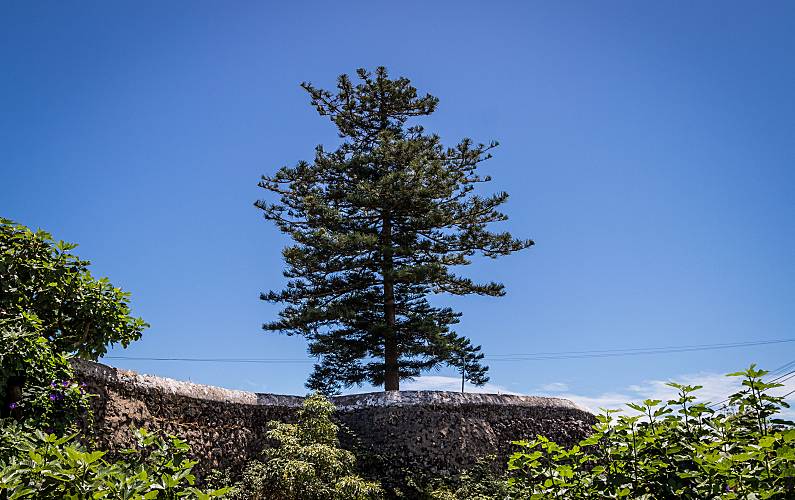 Vivenda Jardim Ilha Terceira Vila da Praia da Vitória casa - Jardim