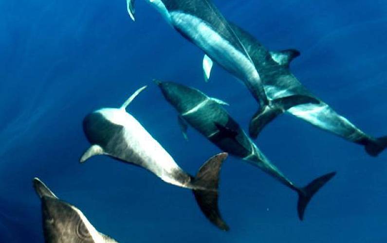 Apartamento Algarve-Faro Tavira Apartamento - 