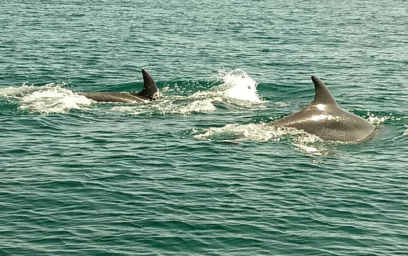 Apartamento Algarve-Faro Tavira Apartamento - 