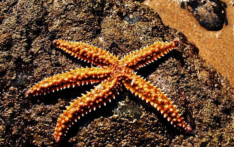 Casa Algarve-Faro Aljezur casa - 