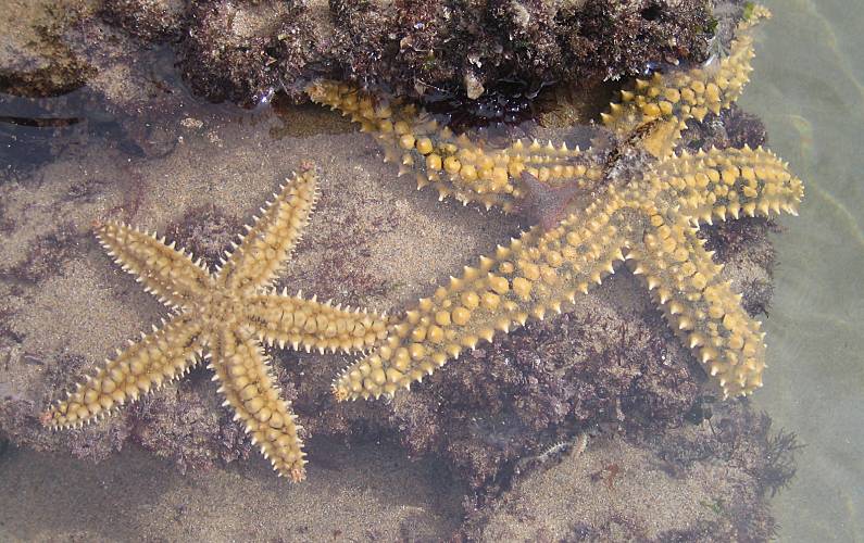 Casa Algarve-Faro Aljezur casa - 