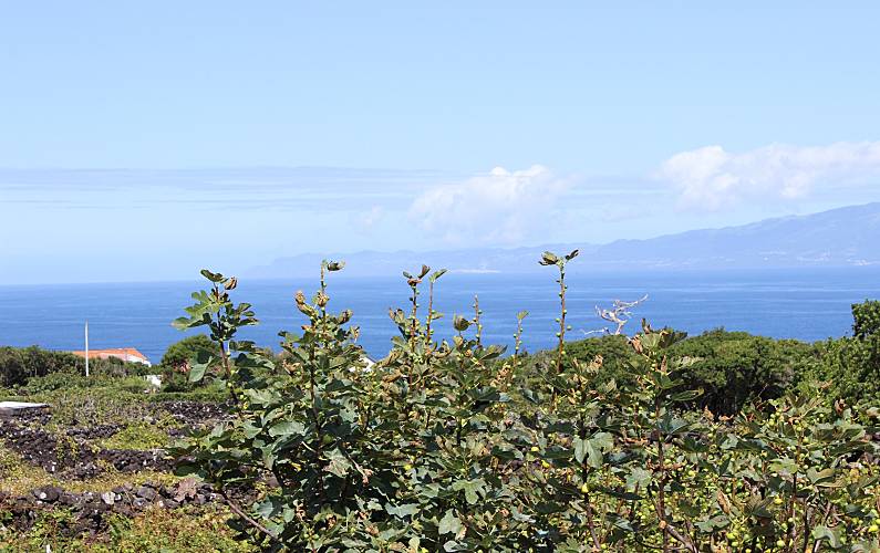 Casa Ilha do Pico Lajes do Pico casa - 