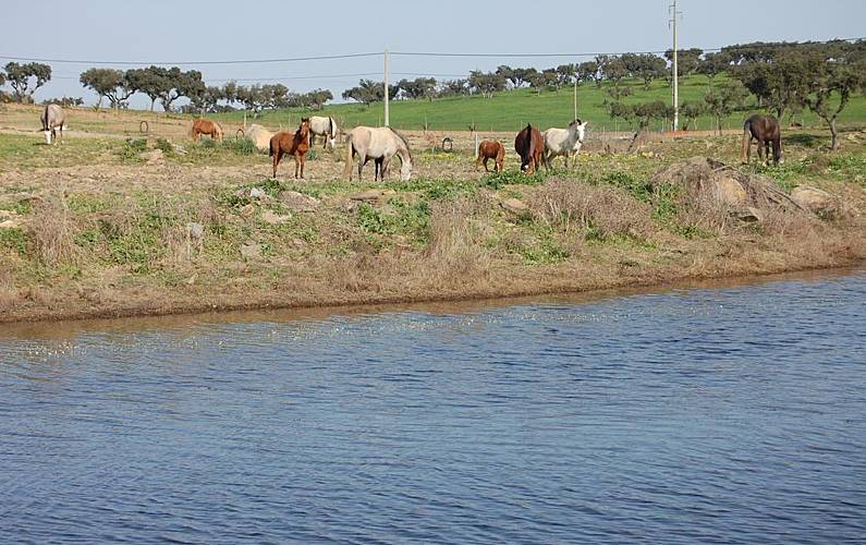 Casa Beja Ourique Casa rural - 