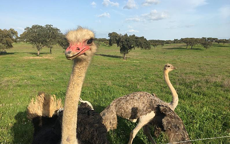 Casa Beja Ourique Casa rural - 