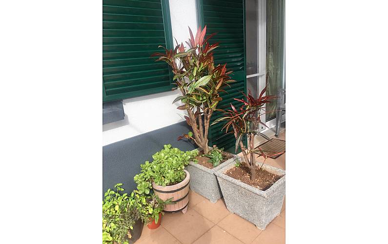 Apartamento Ilha da Madeira Funchal Apartamento - 