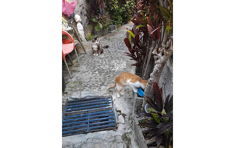 Apartamento Ilha da Madeira Funchal Apartamento - 