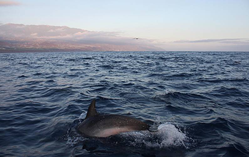 Apartamento Actividades próximas La Palma Tazacorte Apartamento - Actividades próximas