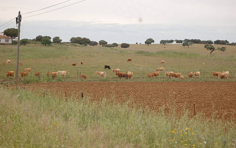 Vivenda Beja Moura Villa rural - 