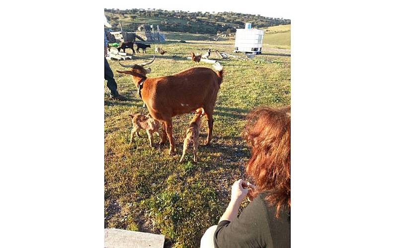 Vivenda Beja Moura Villa rural - 