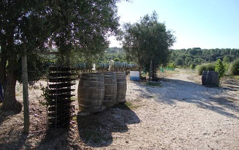 Monte Arredores Évora Arraiolos Casa rural - Arredores