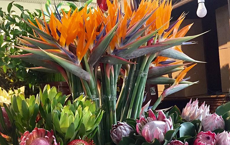 Apartamento Ilha da Madeira Funchal Apartamento - 