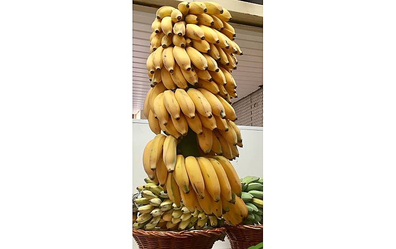 Apartamento Ilha da Madeira Funchal Apartamento - 