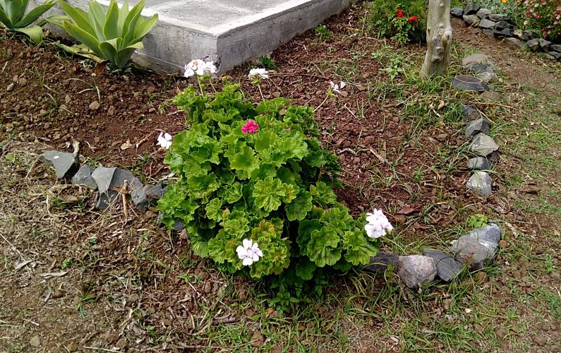 Casa Ilha da Madeira Calheta - R.A.M. casa - 