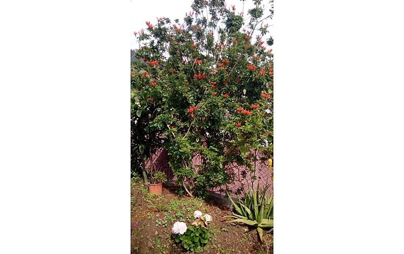 Casa Ilha da Madeira Calheta - R.A.M. casa - 