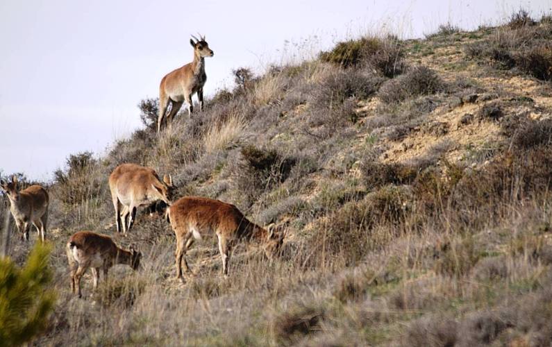 Casa Arredores Teruel Villarroya de los Pinares Casa rural - Arredores