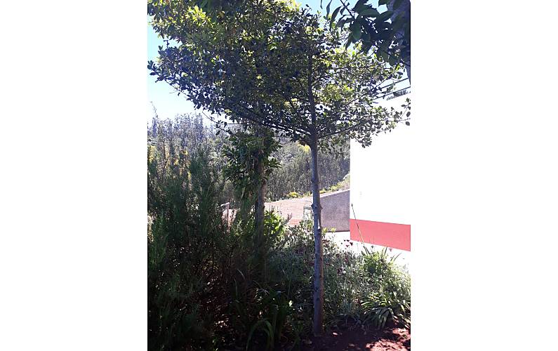 Casa Ilha da Madeira Santa Cruz Casa rural - 