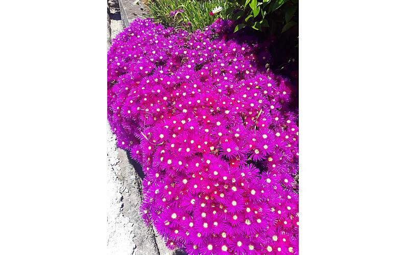 Casa Ilha da Madeira Santa Cruz Casa rural - 