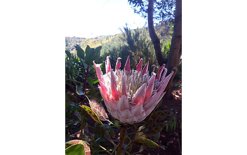 Casa Ilha da Madeira Santa Cruz Casa rural - 