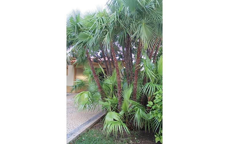 Casa Ilha de Porto Santo Porto Santo Casa rural - 