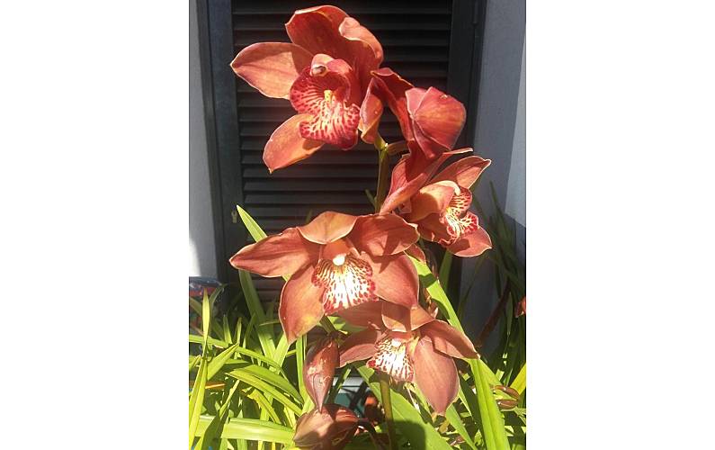 Casa Ilha da Madeira Calheta - R.A.M. casa - 