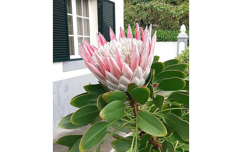 Casa Ilha da Madeira Calheta - R.A.M. casa - 