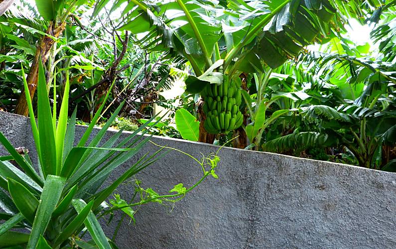 Casa Arredores Ilha da Madeira Ribeira Brava vivenda - Arredores