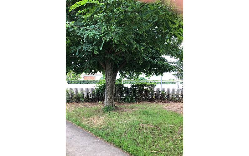 Casa Ilha de São Miguel Ribeira Grande casa - 