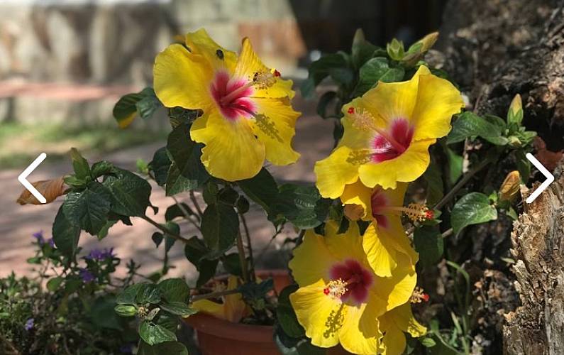 Apartamento Terraço Grã Canária San Bartolomé de Tirajana Apartamento - Terraço