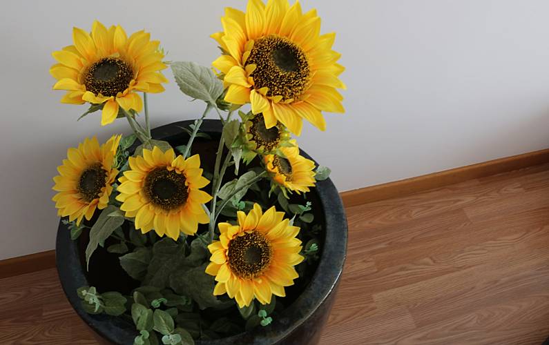 Apartamento Ilha da Madeira Funchal Apartamento - 