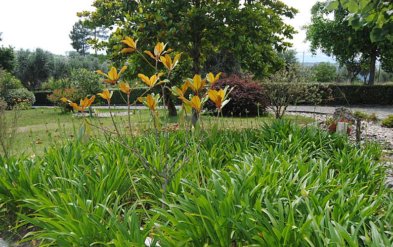 Quintinha Viseu Nelas Casa rural - 