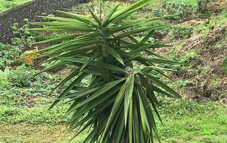 Vivenda Exterior da casa Ilha de São Miguel Ponta Delgada Villa rural - Exterior da casa