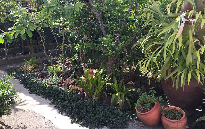 Casa Jardim Ilha de São Miguel Ponta Delgada casa - Jardim